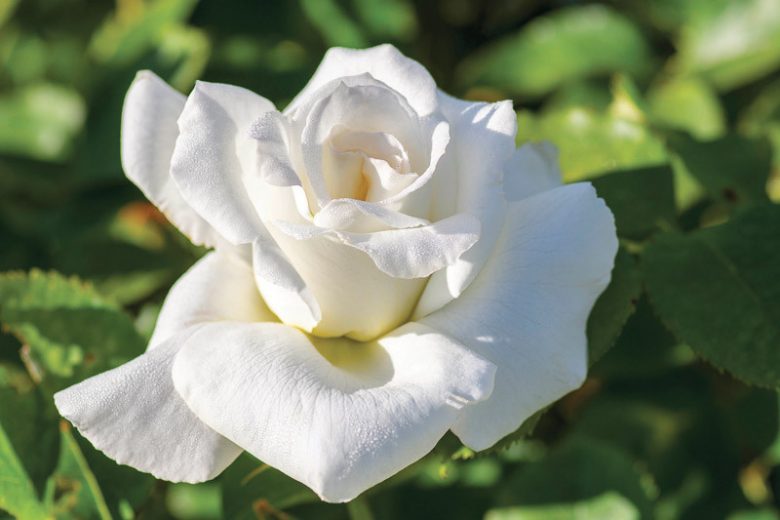 Rosa Honor™, Rose Honor™, Rosa Michèle Torr, Rosa  Silhouette, Rosa Silver Medal, Rosa 'JAColite', Hybrid Tea Roses, Shrub Roses,  White roses, White Hybrid Tea Roses,  White Landscape Roses