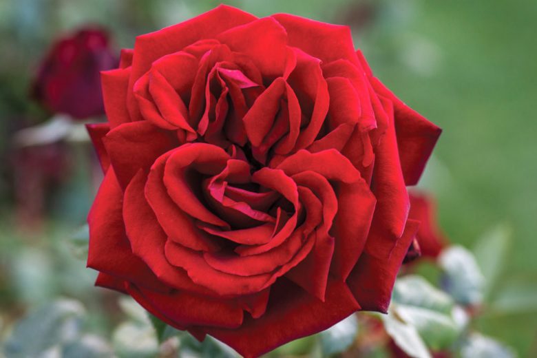 Rosa Ingrid Bergman, Rose Ingrid Bergman®, Rosa Love You Mum, Rosa 'POUlman', Hybrid Tea Roses, Shrub Roses,  Red roses, Red Hybrid Tea Roses,  Red Landscape Roses