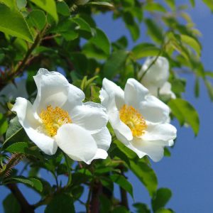 Rosa laevigata, Cherokee Rose, Three-Leaved Rose, Rosa sinica, Wild Roses, Shrub Roses, White roses, Evergreen roses