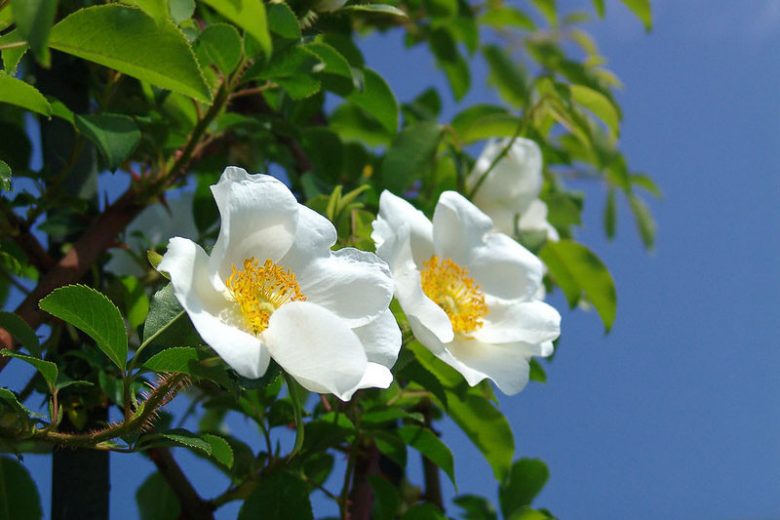 Rosa laevigata, Cherokee Rose, Three-Leaved Rose, Rosa sinica, Wild Roses, Shrub Roses, White roses, Evergreen roses