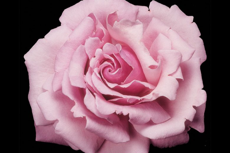 Rosa Memorial Day™, Rose Memorial Day™, Rosa Heaven Scent, Rosa Millie Rose, Rosa Parfum de Liberté, Rosa 'WEKblunez', Hybrid Tea Roses, Shrub Roses,  Pink roses, Pink Hybrid Tea Roses,  Pink Landscape Roses