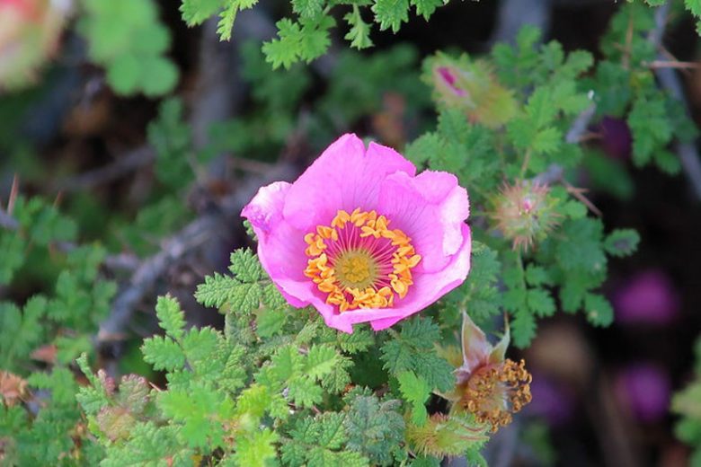 Rosa minutifolia, Baja Rose, Ensenada Rose, Small-Leaved Rose, Wild Roses, Shrub Roses, pink roses, Drought tolerant roses