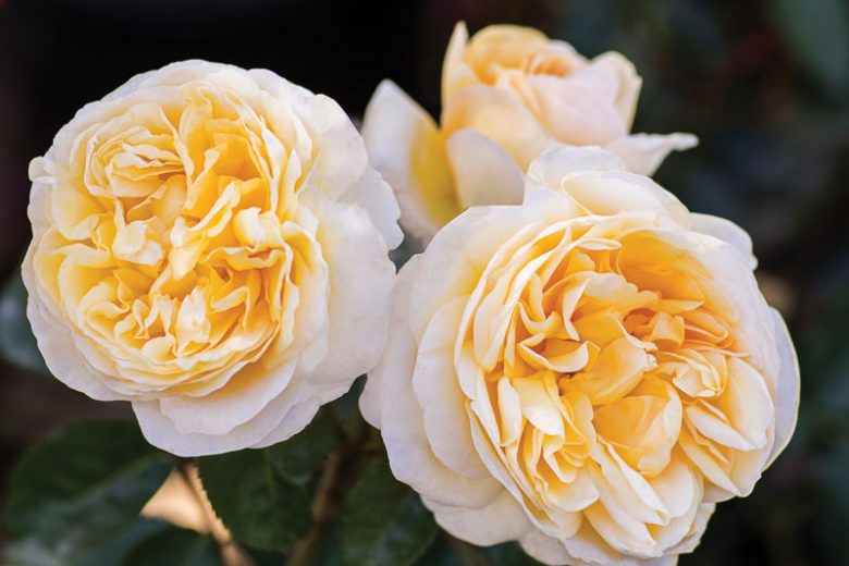 Rosa Moonlight Romantica, Rose Moonlight Romantica®, Rosa 'Meikaquinz', Hybrid Tea Roses, Shrub Roses,  Yellow roses, Yellow Hybrid Tea Roses,  Landscape Roses