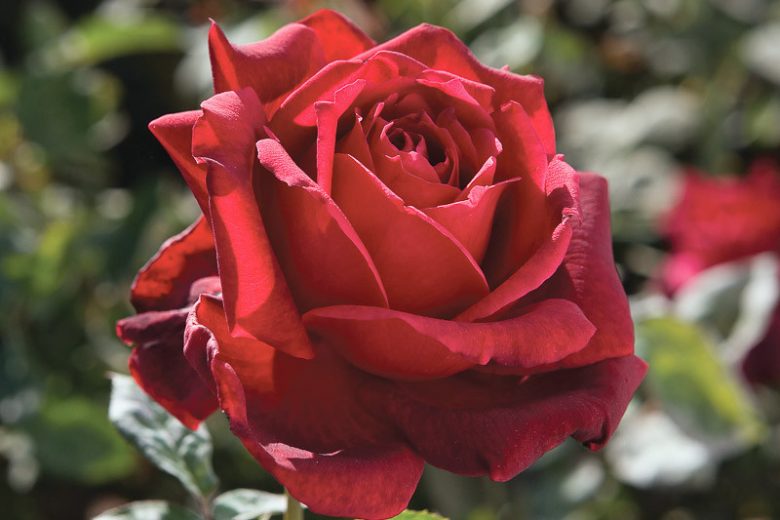 Rosa Oklahoma, Rose 'Oklahoma', Hybrid Tea Roses, Shrub Roses,  Red roses, Red Hybrid Tea Roses,  Red Landscape Roses