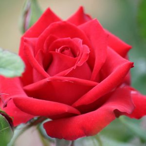 Rosa Olympiad™, Rose Olympiad™, Rosa 'MACauck', Rosa Olympiode, Hybrid Tea Roses, Shrub Roses,  Red roses, Red Hybrid Tea Roses,  Red Landscape Roses