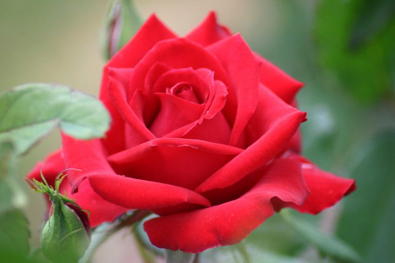 Rosa Olympiad™, Rose Olympiad™, Rosa 'MACauck', Rosa Olympiode, Hybrid Tea Roses, Shrub Roses,  Red roses, Red Hybrid Tea Roses,  Red Landscape Roses