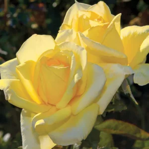 Rosa Oregold, Rose Oregold, Rosa Anneliese Rothenberger, Rosa Miss Harp, Rosa Silhouette, Rosa 'TANolg', Hybrid Tea Roses, Shrub Roses,  Yellow roses, Yellow Hybrid Tea Roses,  Landscape Roses