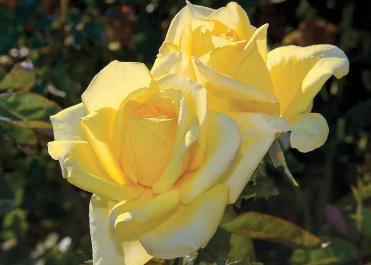 Rosa Oregold, Rose Oregold, Rosa Anneliese Rothenberger, Rosa Miss Harp, Rosa Silhouette, Rosa 'TANolg', Hybrid Tea Roses, Shrub Roses,  Yellow roses, Yellow Hybrid Tea Roses,  Landscape Roses