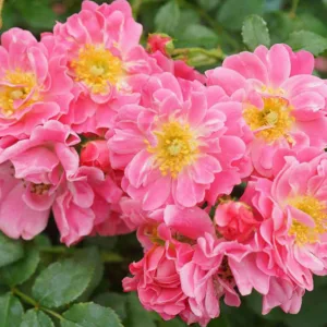 Rose Oso Easy Double Pink, Rosa Oso Easy Double Pink, Oso Easy Double Pink Rose, Shrub Roses, Rose bushes, Garden Roses, Rosa 'MEIRIFTDAY', Pink Roses, Pink Flowers, Groundcover Rose
