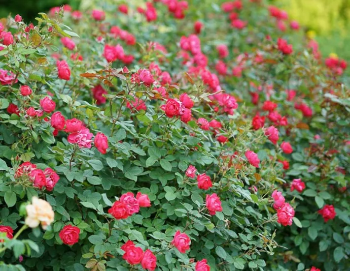 Rose Oso Easy Double Red, Rosa Oso Easy Double Red, Oso Easy Double Red Rose, Shrub Roses, Rose bushes, Garden Roses, Rosa 'Meipeporia', Red Roses, Red Flowers, Groundcover Rose