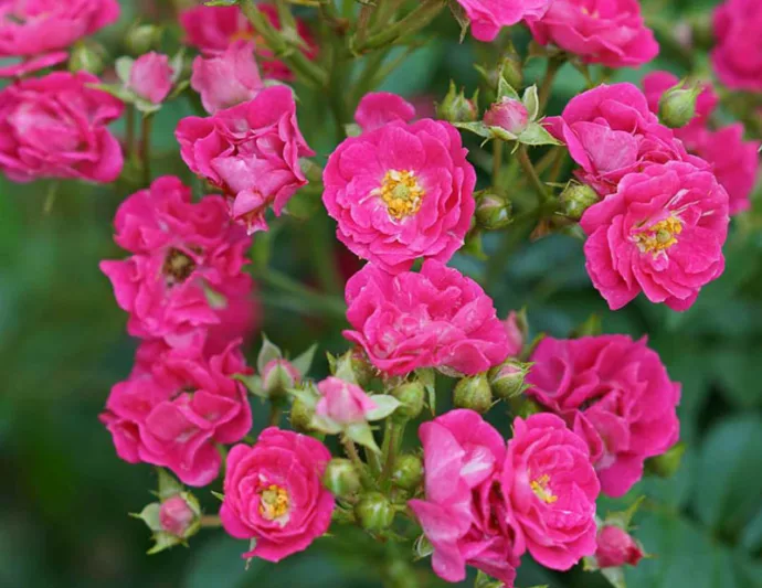 Rose Oso Easy Peasy, Rosa Oso Easy Peasy, Oso Easy Peasy Rose, Shrub Roses, Rose bushes, Garden Roses, Rosa 'Phyllis Sherman', Pink Roses, Pink Flowers, Groundcover Rose
