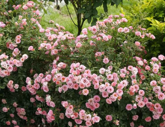 Rose Oso Easy Petit Pink, Rosa Oso Easy Petit Pink, Oso Easy Petit Pink Rose, Shrub Roses, Rose bushes, Garden Roses, Rosa 'ZLEMarianneYoshida', Pink Roses, Pink Flowers, Groundcover Rose