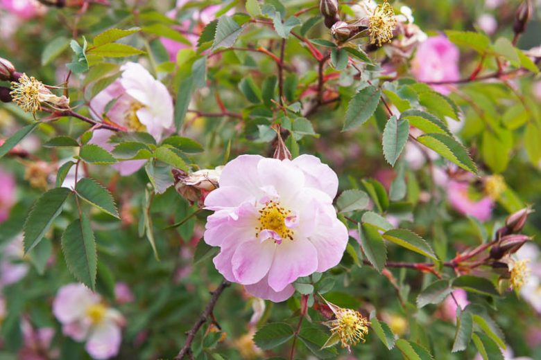 Rosa palustris, Swamp Rose, Rosa floridana, Rosa lancifolia, Rosa palustris var. dasistema, Shrub Roses, Pink roses, Hardy roses