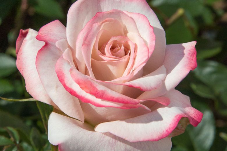 Rosa Pinkerbelle™, Rose Pinkerbelle™, Rosa Lyon Lumieres, Rosa 'MEIvanae', Hybrid Tea Roses, Shrub Roses,  Pink roses, Pink Hybrid Tea Roses,  Pink Landscape Roses