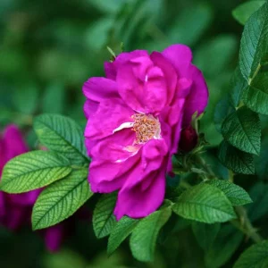 Rosa Rugosa 'Purple Pavement', Rose Purple Pavement, Shrub Roses, Wild Roses, Rugosa Hybrids, Purple roses, Hardy roses