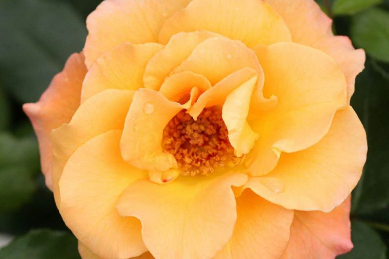 Rose Sunorita, Rosa Sunorita, Sunorita Rose, Shrub Roses, Rose bushes, Garden Roses, Rosa 'CHEWGEWEST', Yellow Roses, Yellow Flowers, Landscape Rose,