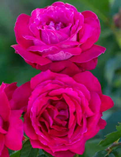 Rosa Sweet Spirit™, Rose Sweet Spirit™, Rosa Elegance ® Française, Rosa 'MEIthatie', Hybrid Tea Roses, Shrub Roses,  Pink roses, Pink Hybrid Tea Roses,  Pink Landscape Roses
