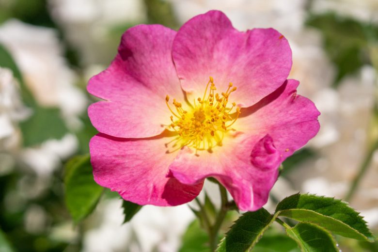 Rosa woodsii, Woods' Rose, Western Wild Rose, Wild Rose, Shrub Roses, Pink roses, Hardy roses