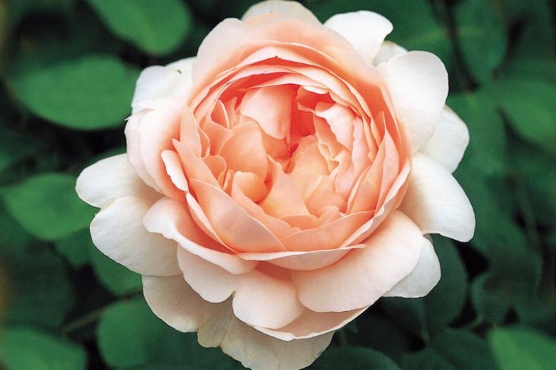 Rose Ambridge Rose, Rosa Ambridge Rose, English Rose Ambridge Rose, David Austin Roses, English Roses, Shrub roses, pink roses, Rose Bushes, Garden Roses, most fragrant roses, Roses for containers