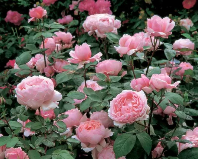 Rose Brother Cadfael, Rosa Brother Cadfael, David Austin Rose, English Roses, Shrub roses, pink roses, Climbing Roses, fragrant roses