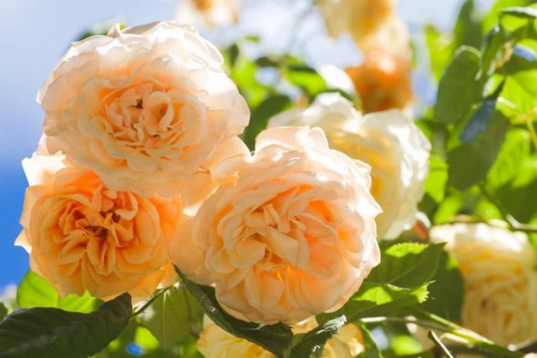 Rosa Buff Beauty, Rose Buff Beauty, Hybrid musk Buff Beauty, agm roses, Fragrant roses., Shrub roses, yellow roses, Climbing Roses