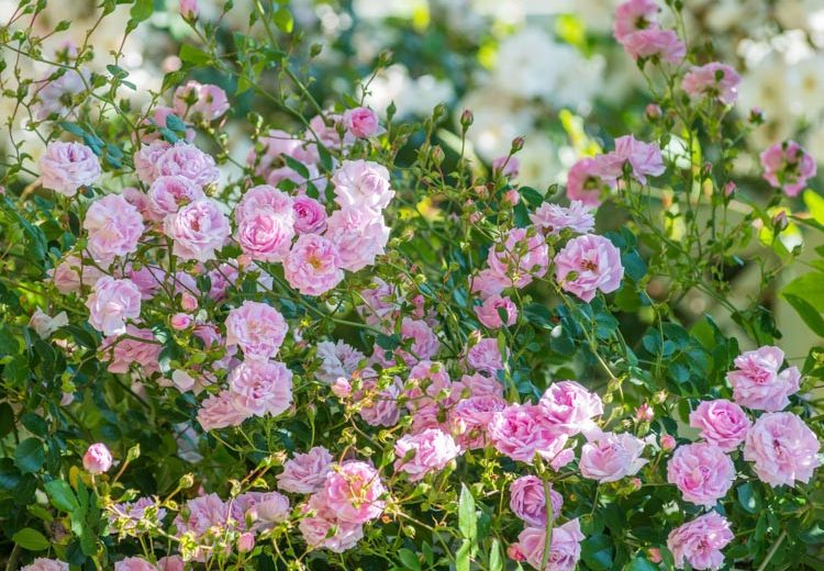 Rose 'Debutante', Rosa 'Debutante', Rosa ' Mother's Day Rose', Rambler Roses, Hybrid Wichurana Roses, Climbing Roses, Pink roses, fragrant roses