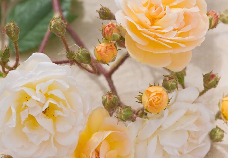 Rose 'Ghislaine de Feligonde', Rosa 'Ghislaine de Feligonde', Rambler Roses, Hybrid Multiflora Roses, Hybrid Musk Roses, Fragrant roses, yellow roses, Climbing Roses