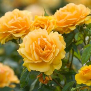 Rose 'Golden Beauty',Rosa 'Golden Beauty', Rose 'Korberbeni', Rosa 'Korberbeni', Floribunda rose 'Golden Beauty', Rosa 'South Africa', Shrub Roses, Floribunda Roses, Yellow Roses, AGM Roses, Best Yellow Roses