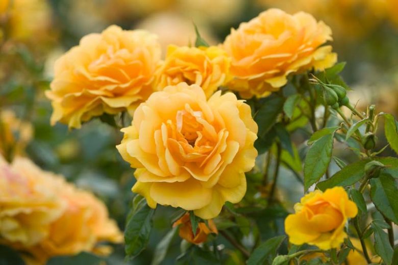 Rose 'Golden Beauty',Rosa 'Golden Beauty', Rose 'Korberbeni', Rosa 'Korberbeni', Floribunda rose 'Golden Beauty', Rosa 'South Africa', Shrub Roses, Floribunda Roses, Yellow Roses, AGM Roses, Best Yellow Roses