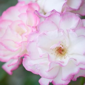 Rose 'Handel', Rosa 'Handel', Rosa 'Climbing Handel', Rosa 'Haendel', Rosa 'Macha', Rosa 'McGredy's Händel', Climbing Rose 'Handel', Climbing Roses, Hybrid Tea Roses, Pink roses,fragrant roses, Shrub roses, Rose bushes, Garden Roses