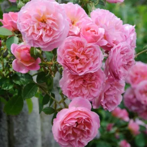 Rose 'Hyde Hall', Ausbosky, Rosa 'Hyde Hall', English Rose 'Hyde Hall', David Austin Roses, English Roses, Shrub Roses, Pink roses, fragrant roses, Part shade roses, Hedge roses