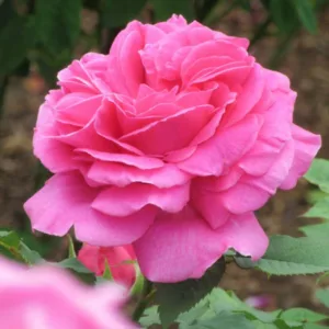 Rose Madame Isaac Pereire, Rosa 'Madame Isaac Pereire', Rosa × borboniana 'Mme Isaac Pereire', Climbing Bourbon Roses, Shrub roses, pink roses, Climbing Roses, fragrant roses