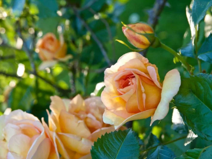 Rose Maigold, Rosa 'Maigold', Rosa 'Maigold', Climbing Pimpinellifolia Hybrid Roses, Yellow roses, shrub roses, Rose Bushes, Garden Roses, very fragrant roses, Favorite roses