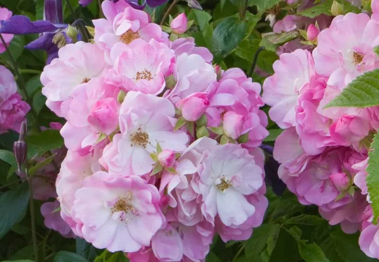 Rose 'Mrs. F.W. Flight', Rosa 'Mrs. F.W. Flight', Climbing Roses, Hybrid Multiflora Roses, Large-Flowered Climbers, Pink roses, Rose bushes, Garden Roses