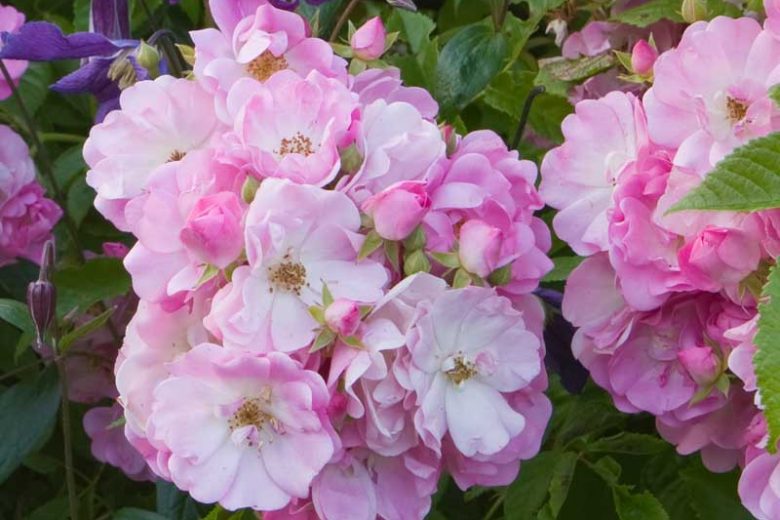 Rose 'Mrs. F.W. Flight', Rosa 'Mrs. F.W. Flight', Climbing Roses, Hybrid Multiflora Roses, Large-Flowered Climbers, Pink roses, Rose bushes, Garden Roses