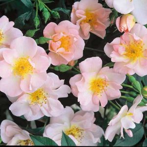 Rosa 'Open Arms', Rosa 'Chewpixcel', Rose 'Chewpixcel', Rambler Roses, Polyantha Roses, Fragrant roses, pink roses, Climbing Roses