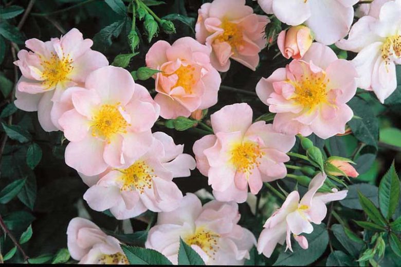 Rosa 'Open Arms', Rosa 'Chewpixcel', Rose 'Chewpixcel', Rambler Roses, Polyantha Roses, Fragrant roses, pink roses, Climbing Roses