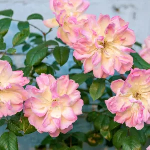 Rosa Phyllis Bide, Rosa 'Phyllis Bide', Rambler Roses, Polyantha Roses, agm roses, Fragrant roses, Shrub roses, yellow roses, pink roses, Climbing Roses, fragrant roses