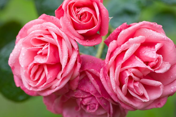 Rose 'Pink Perpetue', 'Pink Perpetue', Rosa 'Pink Perpetue', Climbing Rose 'Pink Perpetue', Climbing Roses, Large Flowered Climbing Rose, Floribunda Roses, Pink roses, fragrant roses