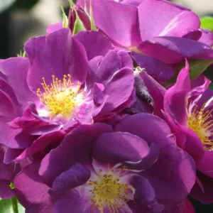 Rosa Rhapsody in Blue, Rose Rhapsody in Blue, Rosa 'FRAntasia', Shrub Roses, Purple Roses, Purple Flowers