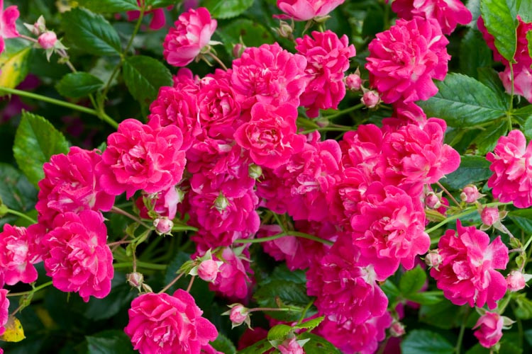 Rosa Super Excelsa, Rose Super Excelsa,  Rose 'Helexa', Rambler Roses, Fragrant roses, Shrub roses, pink roses, Climbing Roses, fragrant roses