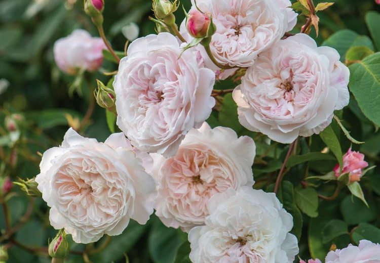 Rose 'The Albrighton Rambler', Rosa 'The Albrighton Rambler', Rambler Roses, English Roses, David Austin Roses, Climbing Roses, Rambler Roses, white roses, pink roses