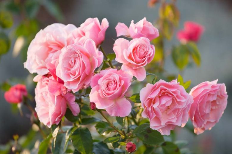 Rose 'Tickled Pink',Rosa 'Tickled Pink', Rose 'Fryhunky', Rosa 'Fryhunky', Rosa 'Diane de Ribes', Rose 'Diane de Ribes', Shrub Roses, Floribunda Roses, Pink Roses, AGM Roses, Best Pink Roses