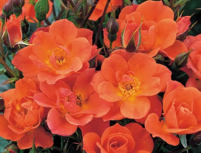 Rose 'Warm Welcome', Rosa 'Warm Welcome', Rosa 'Chewizz', Climbing rose 'Warm Welcome', Miniature Climbing Roses, Climbing Roses, Orange roses, very fragrant roses, continuous blooming roses, everblooming roses