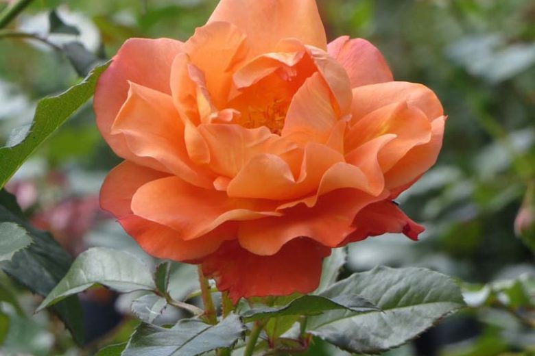Rosa Westerland, Rose Westerland, Rosa 'Climbing Westerland', Rosa 'KORlawe', Rosa 'KORwest', Climbing Roses, Shrub Roses, Fragrant roses, Orange roses
