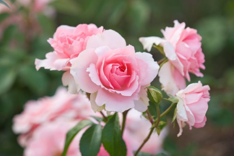 Rosa You Re Beautiful Floribunda Rose