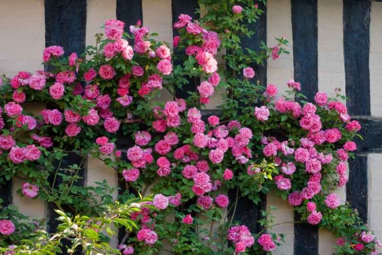 Rose 'Zéphirine Drouhin'', 'Zéphirine Drouhin'', Rosa 'Zéphirine Drouhin', Climbing Rose 'Zéphirine Drouhin', Climbing Roses, Bourbon Roses, Pink roses, fragrant roses, Shrub roses, Rose bushes, Garden Roses