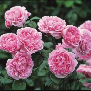 Rosa Bishop's Castle, Rosa Bishop's Castle, English Rose Bishop's Castle, David Austin Rose, English Rose, Fragrant roses, Shrub roses, pink roses