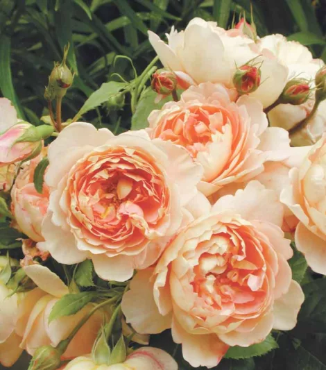Rosa Carding Mill, Rosa 'Carding Mill', English Rose 'Lady Carding Mill, David Austin Rose, English Rose, Fragrant roses, Shrub roses, orange roses