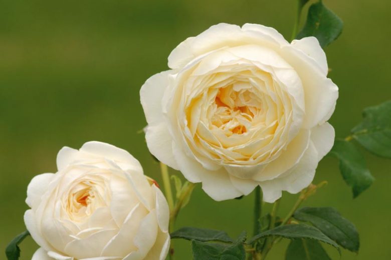 Rosa Claire Austin, Rosa Claire Austin, English Rose Claire Austin, David Austin Rose, English Rose, Fragrant roses, Shrub roses, cream roses, white roses